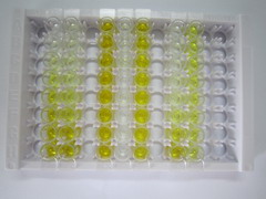 ELISA Kit for Sphingosine 1 Phosphate Receptor 2 (S1PR2)