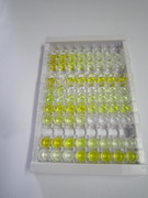 ELISA Kit for Sphingosine-1-Phosphate Phosphatase 1 (SGPP1)