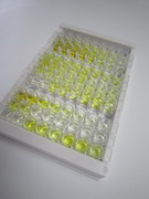 ELISA Kit for Karyopherin Alpha 2 (KPNa2)