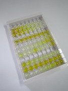 ELISA Kit for Annexin A1 (ANXA1)