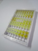 ELISA Kit for Glutamate Receptor, Ionotropic, AMPA 1 (GRIA1)