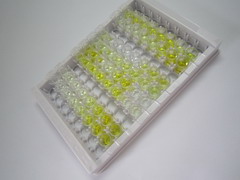 ELISA Kit for Glutamate Receptor, Ionotropic, AMPA 1 (GRIA1)