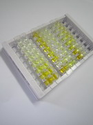 ELISA Kit for Glutamate Receptor, Ionotropic, AMPA 2 (GRIA2)