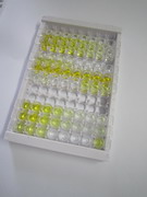 ELISA Kit for Glutamate Receptor, Ionotropic, N-Methyl-D-Aspartate 1 (GRIN1)