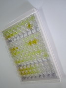 ELISA Kit for Glutamate Receptor, Ionotropic, N-Methyl-D-Aspartate 2A (GRIN2A)