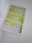 ELISA Kit for Glutamate Receptor, Ionotropic, N-Methyl-D-Aspartate 2A (GRIN2A)