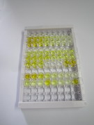 ELISA Kit for Interleukin 1 Epsilon (IL1e)