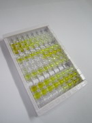 ELISA Kit for Sirtuin 7 (SIRT7)