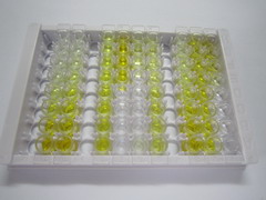 ELISA Kit for Ribosomal Protein L6 (RPL6)