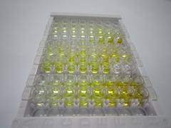 ELISA Kit for Wilms Tumor Protein (WT1)