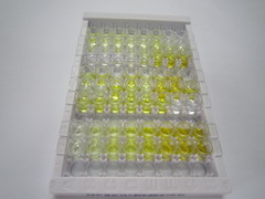 ELISA Kit for Heterogeneous Nuclear Ribonucleoprotein K (HNRPK)