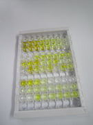 ELISA Kit for Ectonucleotide Pyrophosphatase/Phosphodiesterase 1 (ENPP1)