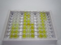 ELISA Kit for Cullin 9 (CUL9)