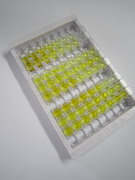 ELISA Kit for Carnosine Dipeptidase 1 (CNDP1)