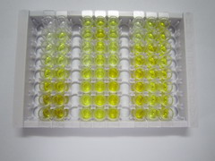 ELISA Kit for Stearoyl Coenzyme A Desaturase (SCD)