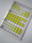 ELISA Kit for Stearoyl Coenzyme A Desaturase (SCD)