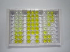 ELISA Kit for Kisspeptin Receptor (KISS1R)