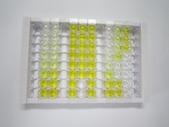 ELISA Kit for Lysyl Oxidase Like Protein 1 (LOXL1)