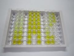 ELISA Kit for Lysyl Oxidase Like Protein 1 (LOXL1)