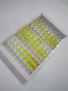 ELISA Kit for Uncoupling Protein 1, Mitochondrial (UCP1)