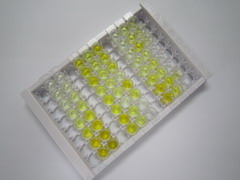 ELISA Kit for Uncoupling Protein 1, Mitochondrial (UCP1)