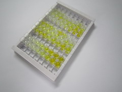 ELISA Kit for Uroplakin 3A (UPK3A)