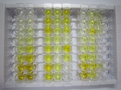 ELISA Kit for Chordin Like Protein 1 (CHRDL1)