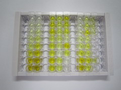 ELISA Kit for Chordin Like Protein 2 (CHRDL2)