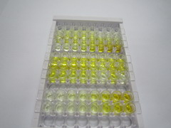 ELISA Kit for Peptidyl Arginine Deiminase Type IV (PADI4)