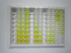 ELISA Kit for Tensin 3 (TNS3)