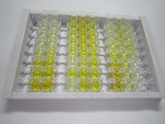 ELISA Kit for Secretogranin II (SCG2)