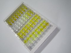 ELISA Kit for Teratocarcinoma Derived Growth Factor 1 (TDGF1)