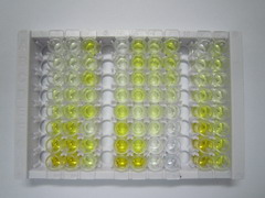 ELISA Kit for Purinergic Receptor P2Y, G Protein Coupled 14 (P2RY14)