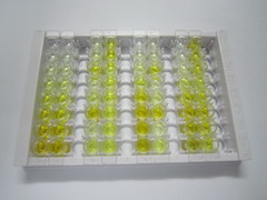 ELISA Kit for Dedicator Of Cytokinesis 3 (DOCK3)