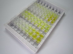 ELISA Kit for Hydroxyacylglutathione Hydrolase (HAGH)