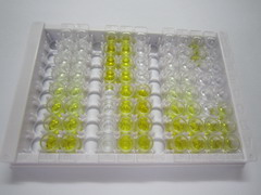 ELISA Kit for Phosphoglycerate Kinase 1 (PGK1)