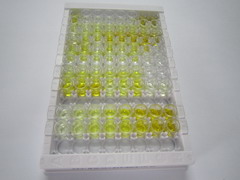 ELISA Kit for Sex Determining Region Y Box Protein 9 (SOX9)