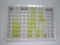 ELISA Kit for ATPase, Na+/K+ Transporting Alpha 2 Polypeptide (ATP1a2)