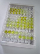 ELISA Kit for ATPase, Ca++ Transporting, Cardiac Muscle, Slow Twitch 2 (ATP2A2)