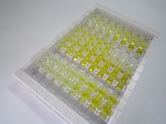 ELISA Kit for Cadherin EGF LAG Seven Pass G-Type Receptor 2 (CELSR2)