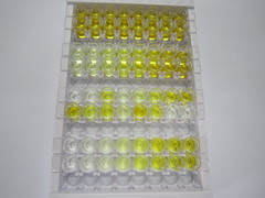 ELISA Kit for Desmocollin 1 (DSC1)