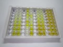 ELISA Kit for Microtubule Associated Protein RP/EB Family, Member 1 (MAPRE1)