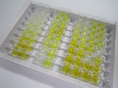 ELISA Kit for Secretoglobin Family 3A, Member 2 (SCGB3A2)