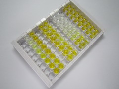 ELISA Kit for Receptor Tyrosine Kinase Like Orphan Receptor 1 (ROR1)