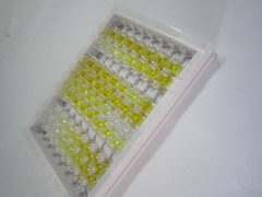 ELISA Kit for V-Yes-1 Yamaguchi Sarcoma Viral Related Oncogene Homolog (LYN)