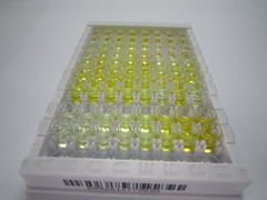 ELISA Kit for Triggering Receptor Expressed On Myeloid Cells 2 (TREM2)