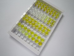 ELISA Kit for G Protein Coupled Receptor 37 (GPR37)