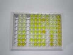 ELISA Kit for Hepatocyte Nuclear Factor 1 Alpha (HNF1a)