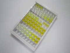 ELISA Kit for Secretagogin (SCGN)