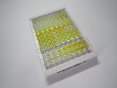 ELISA Kit for UDP Glucuronate Decarboxylase 1 (UXS1)